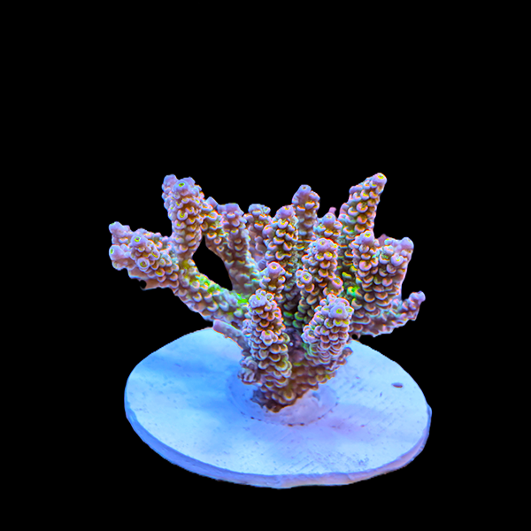 Acropora Tenuis - Rainbow 3" frag