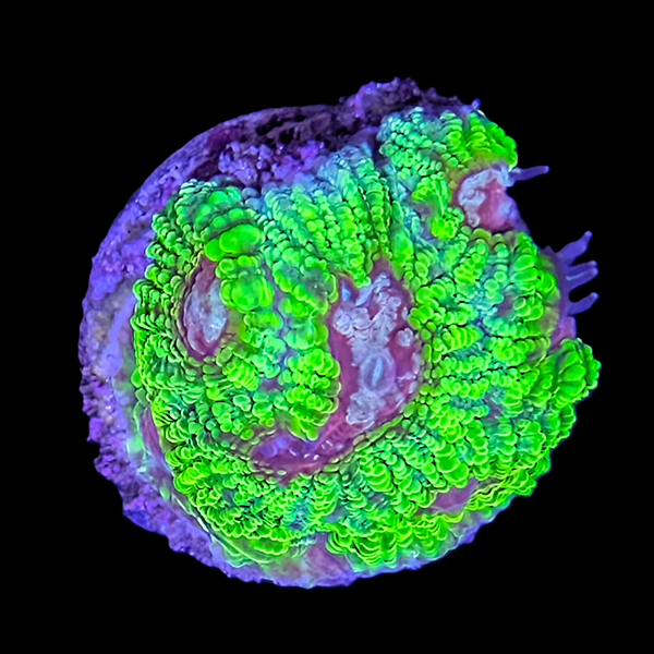 Green and Purple Favia Brain Frag