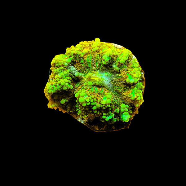 Green Orange Yuma Mushroom Frag