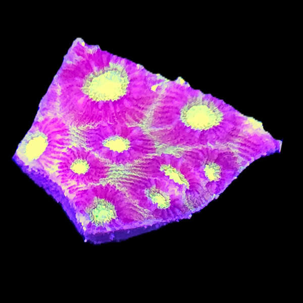 Green Purple Favia Frag