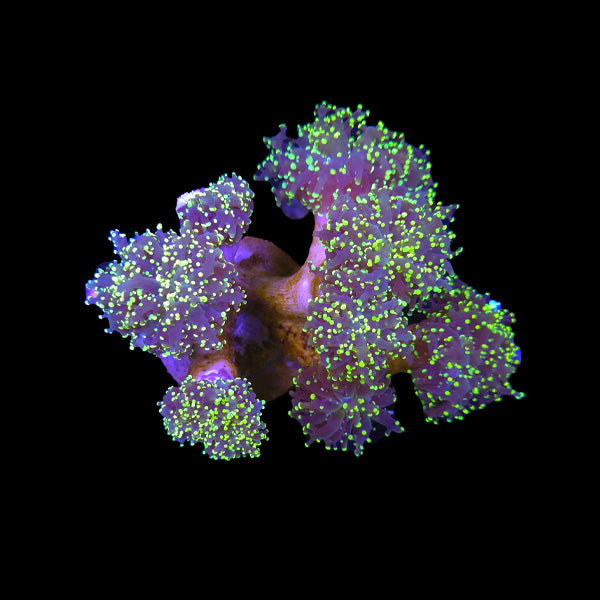 Purple Frogspawn Green Tip Colony B2 -  WYSIWYG