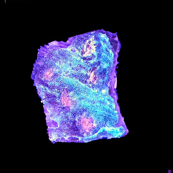 Blue and Red Chalice Frag