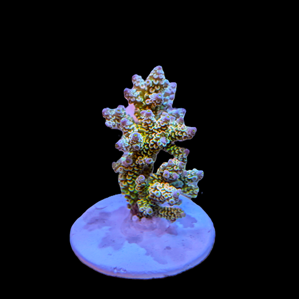 Acropora Tenuis - Rainbow - 3" frag