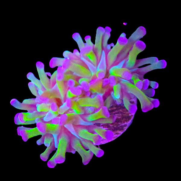 Blue Green Long Tentacle Hammer Frag
