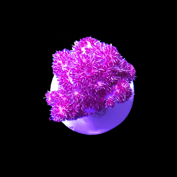 Carnation Tree Coral  - WYSIWYG