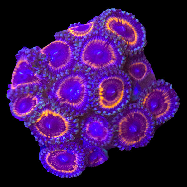 Armor of God Zoanthid Colony - WYSIWYG