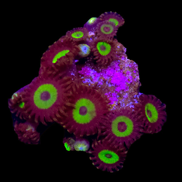 Hulk Zoa Colony - WYSIWYG