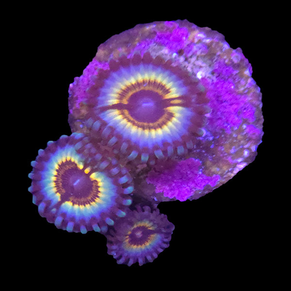 Vampire in Drag Zoanthid