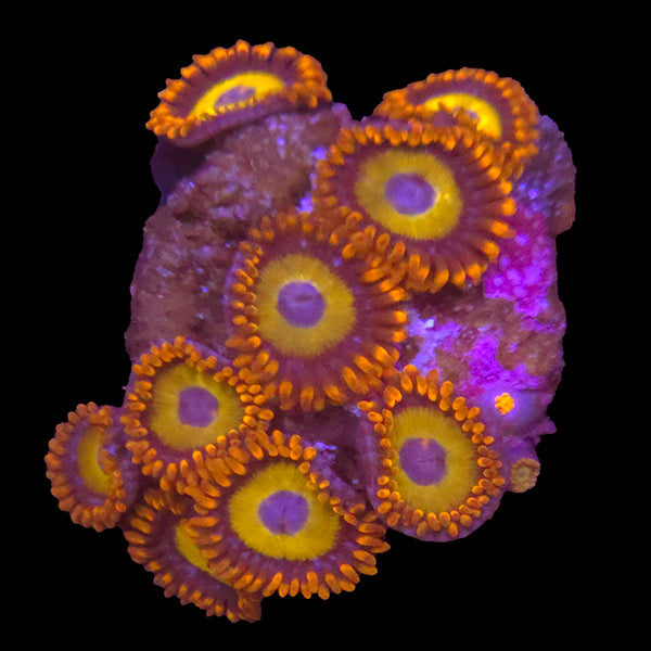 Blue Eyed Blonde Zoas - WYSIWYG