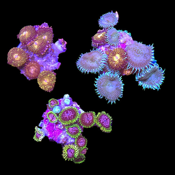 Zoanthids Coral Pack 1 - WYSIWYG