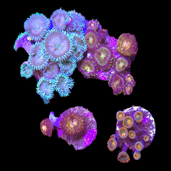 Zoanthids Coral Pack 3 - WYSIWYG