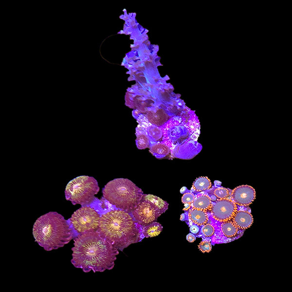 Zoanthids Coral Pack 4 - WYSIWYG