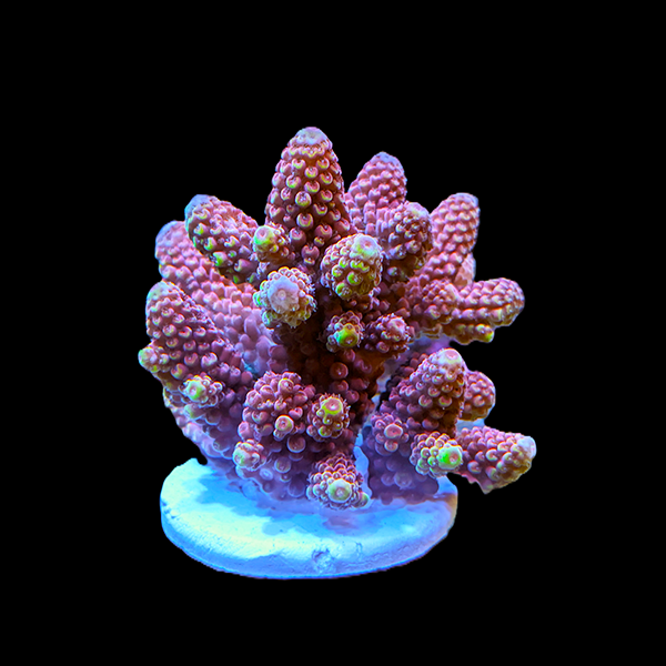 Acropora digitifera - Rainbow 3" frag