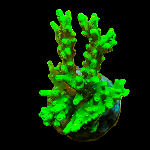 Acropora caroliniana - Frags