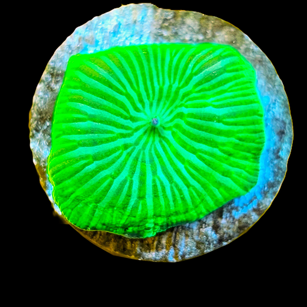 Striped Discoma Frag