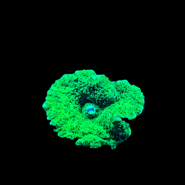 Green Yuma Mushroom Frag