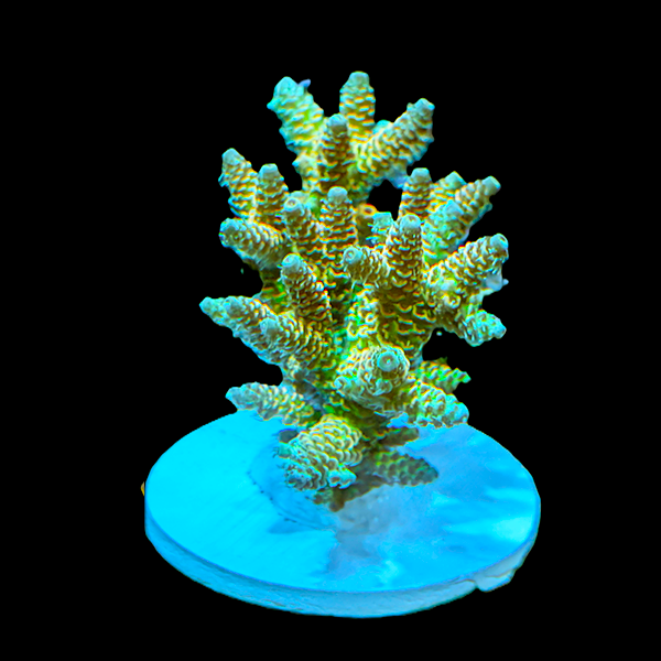 Acropora Millepora - Green Yellow 3" frag