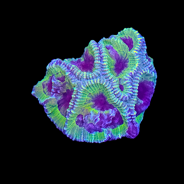 Green Favia Brain Frag