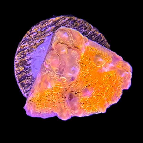 Orange and Blue Chalice Frag