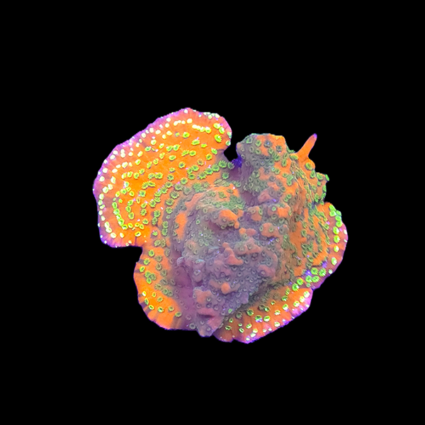 Rainbow Green Montipora