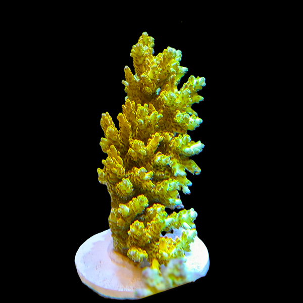 Acropora Selago - yellow 3" frag