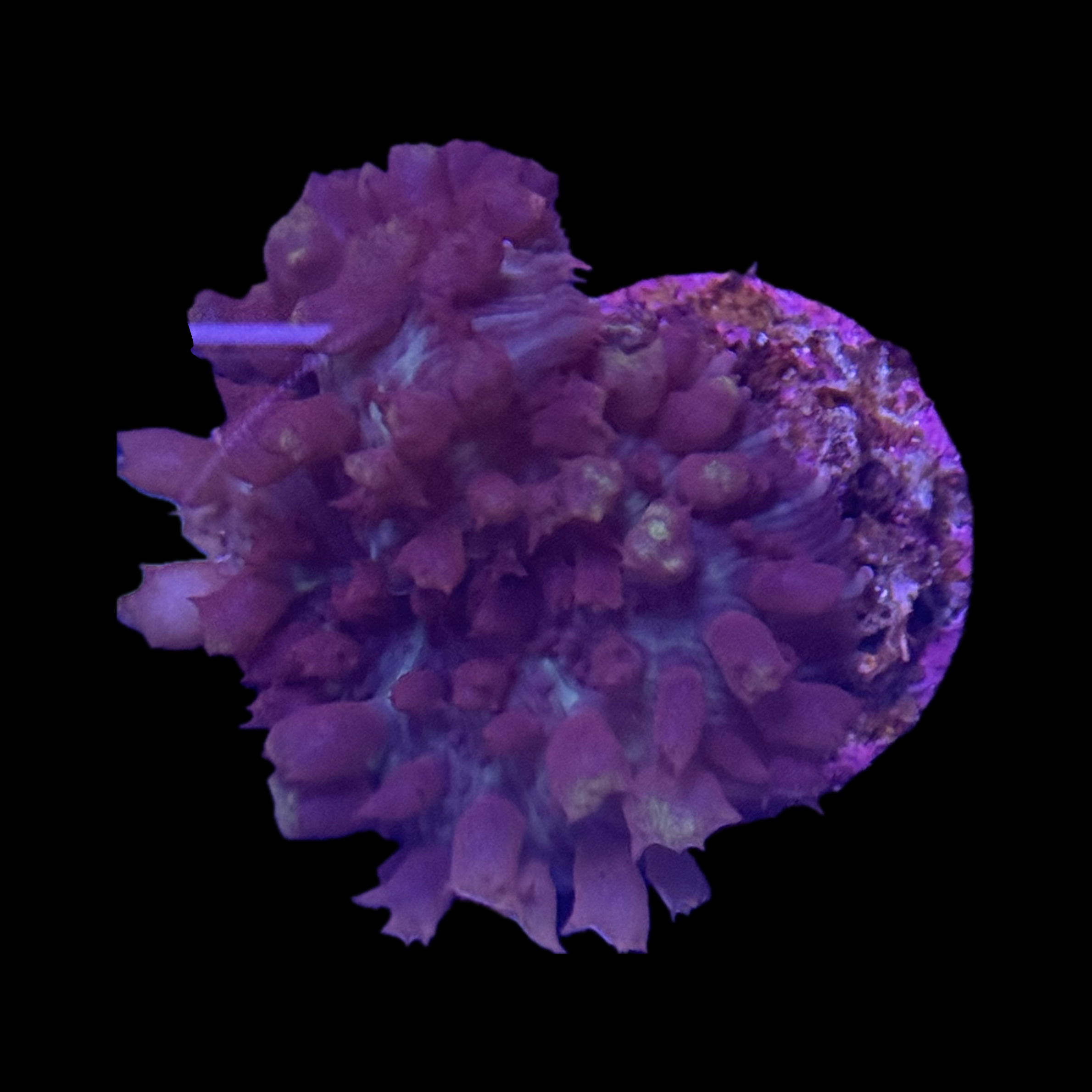 St Thomas Mushroom (Purple Blue)