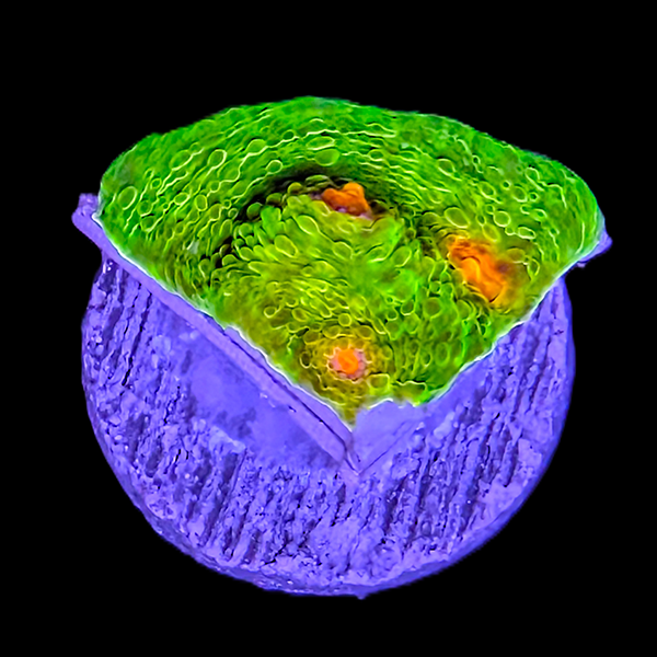 Mummy Eye Chalice Frag
