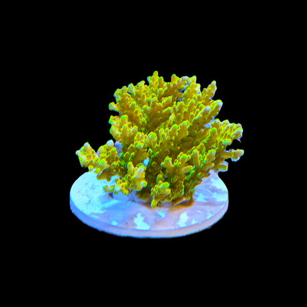 Acropora Selago - yellow 3" frag
