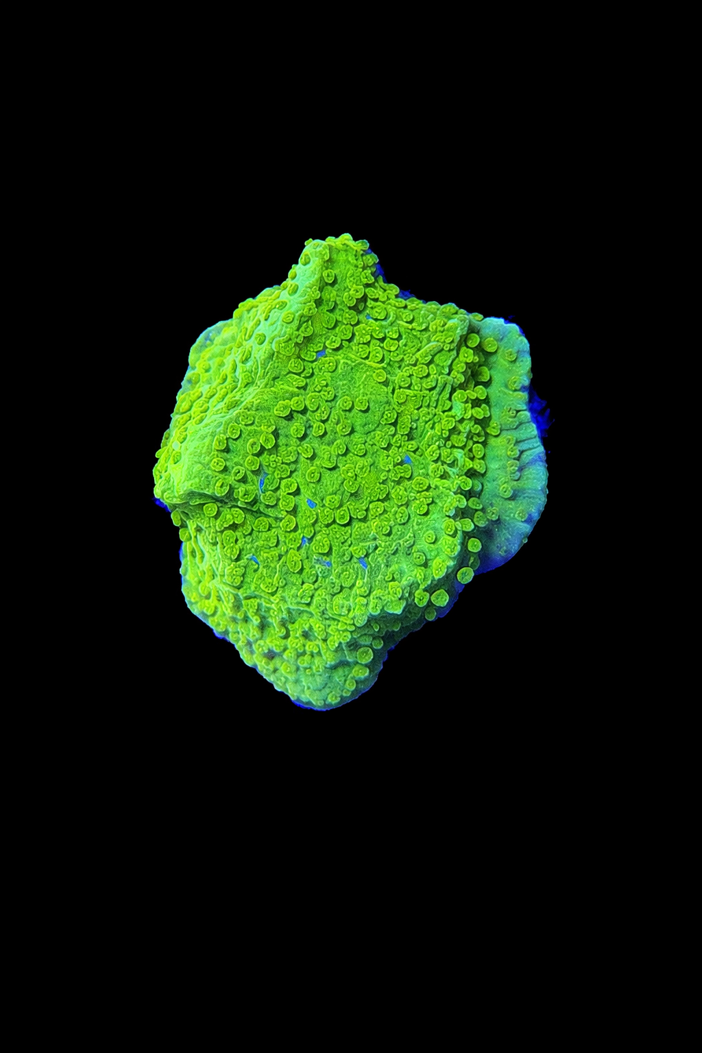 Green Encrusting Montipora