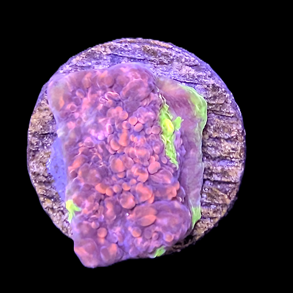 Blue and Pink Chalice Frag - WYSIWYG