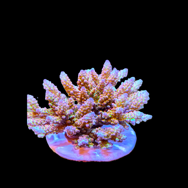 Acropora Tenuis - Rainbow 3" frag