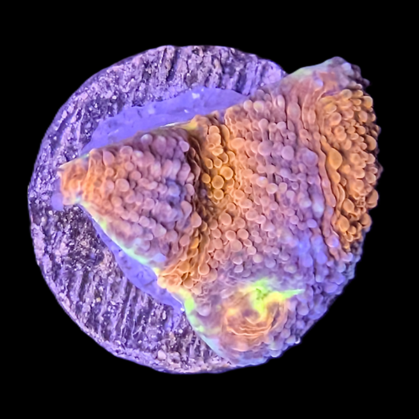 Orange and Blue Chalice Frag