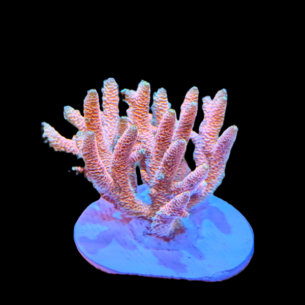Acropora Millepora - Pink 3" frag