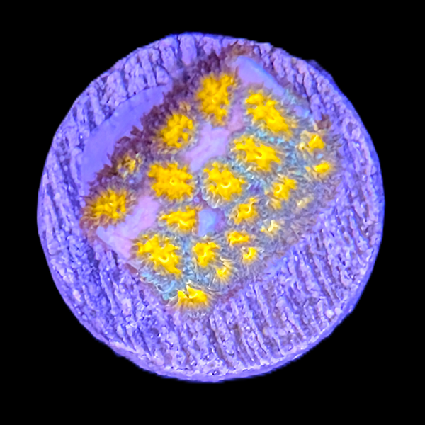 Blue and yellow Leptastrea Frag