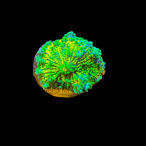 Green Yellow Yuma Mushroom Frag