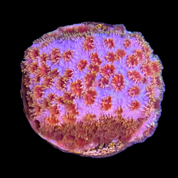 Skittle Bomb Cyphastrea Frag