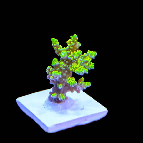 Acropora Tenuis - Green 3" frag