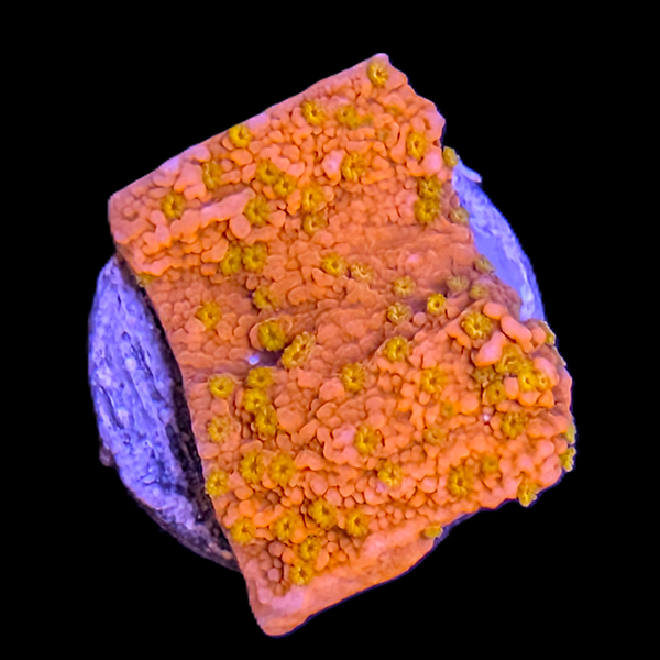 Sunburn Montipora Frag