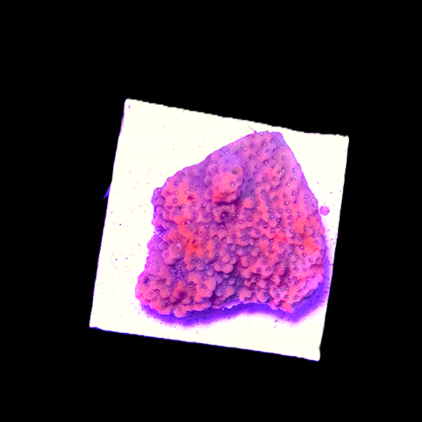 Danae Sunset Montipora Frag - WYSIWYG