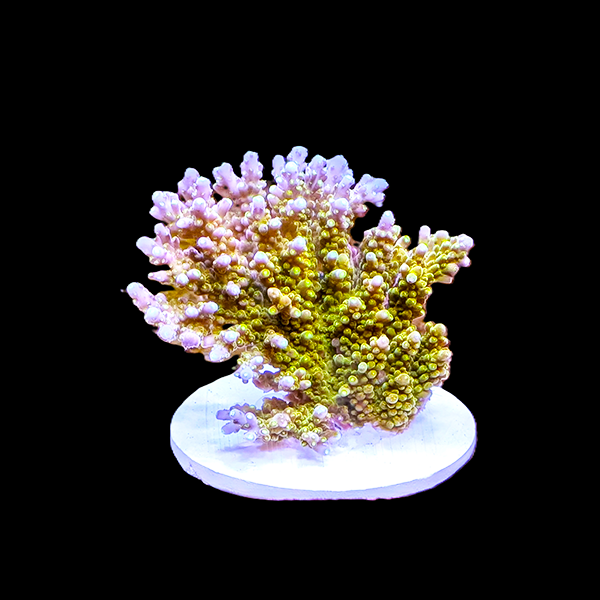 Acropora Tenuis - Green Pink 3" frag