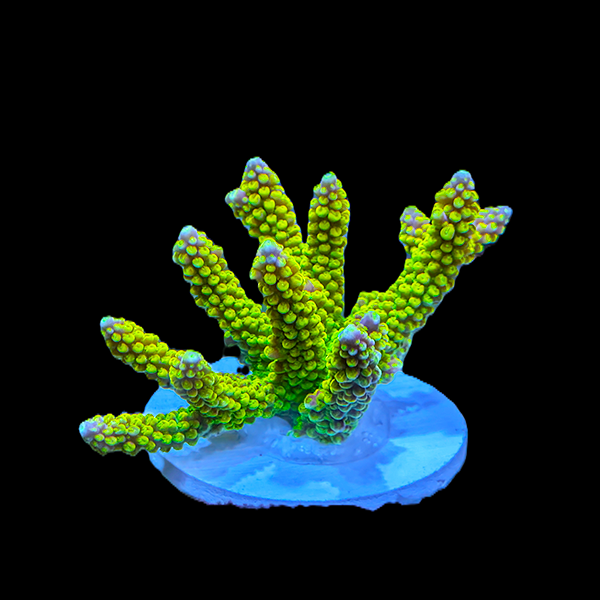 Acropora Abrotanoides - Green 3" frag