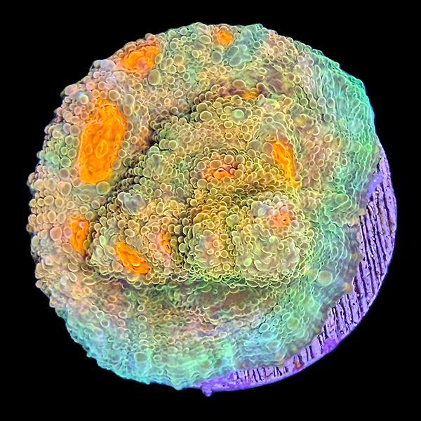 Mummy Eye Chalice Frag - WYSIWYG