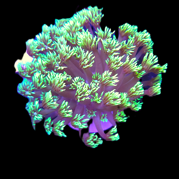 Green Long Tentacle Goniopora Large Frag