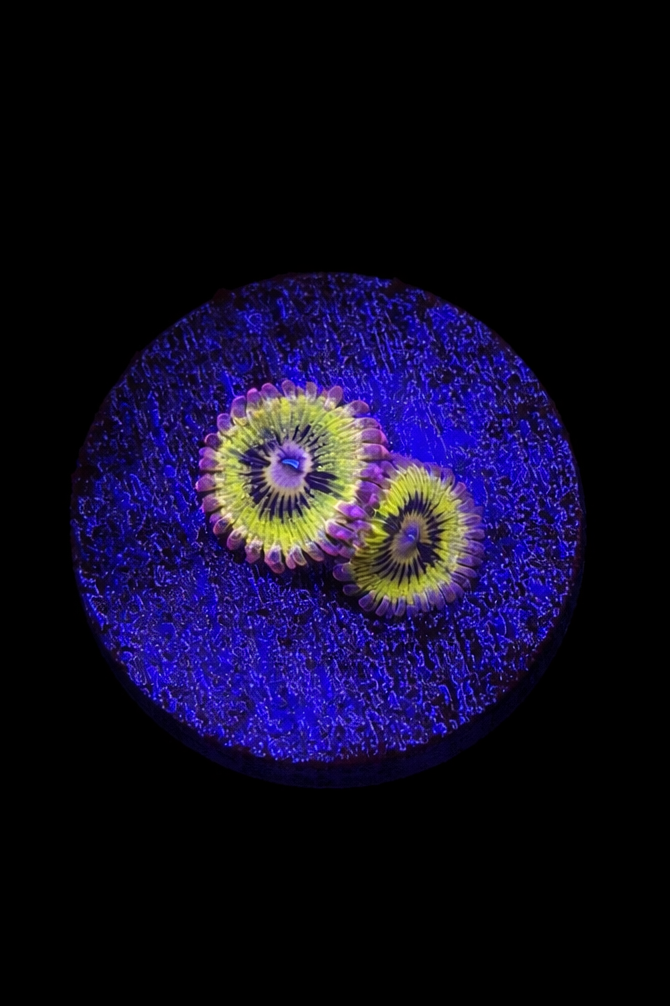 WYSIWYG Chiquita Zoa (A3)