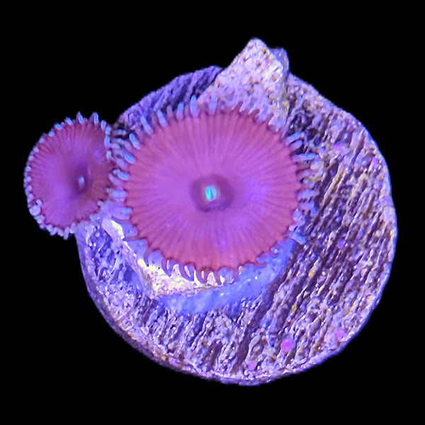 Purple Death Zoas