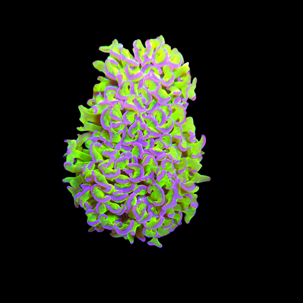 Green Blue Wall Hammer Colony A7 - WYSIWYG