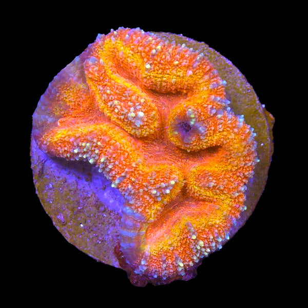 Ultra Red Lobophyllia Frag - B1 WYSIWYG