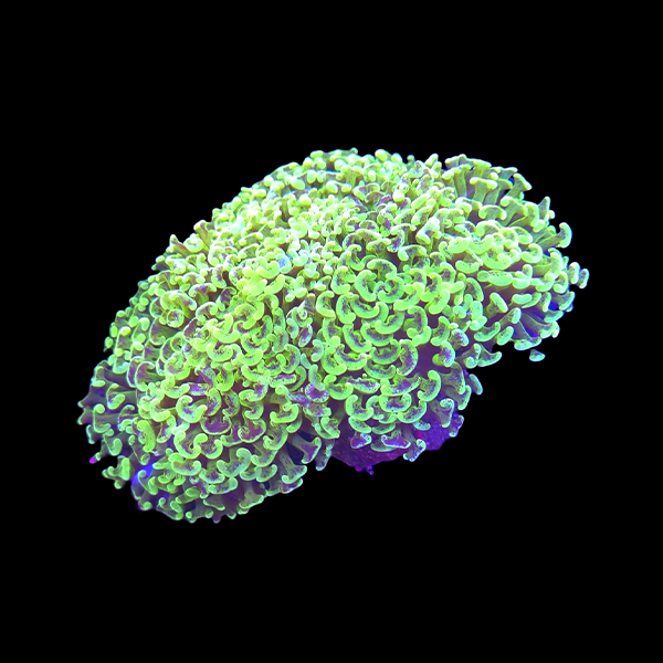Green Wall Hammer Colony B4 - WYSIWYG
