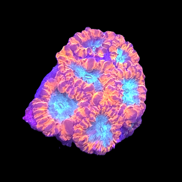 Blastomussa Wellsi Frag A - WYSIWYG