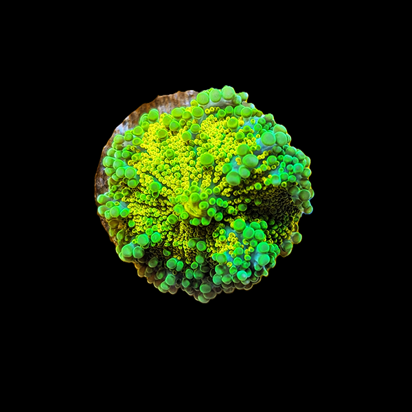 Green Yellow Yuma Mushroom Frag